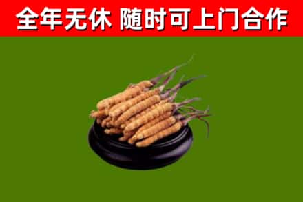 平川区烟酒回收冬虫夏草.jpg